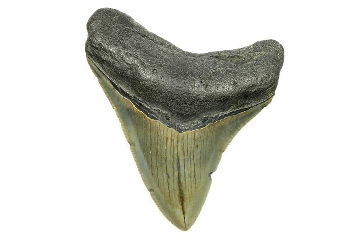 Serrated, Juvenile Megalodon Tooth - North Carolina #294458